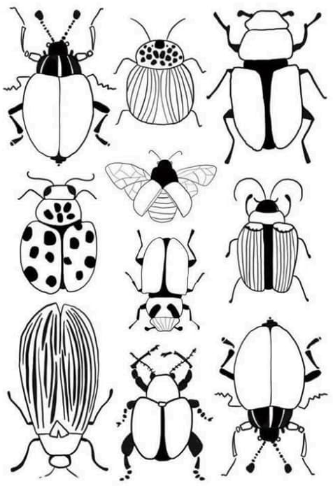 Bugs Drawing