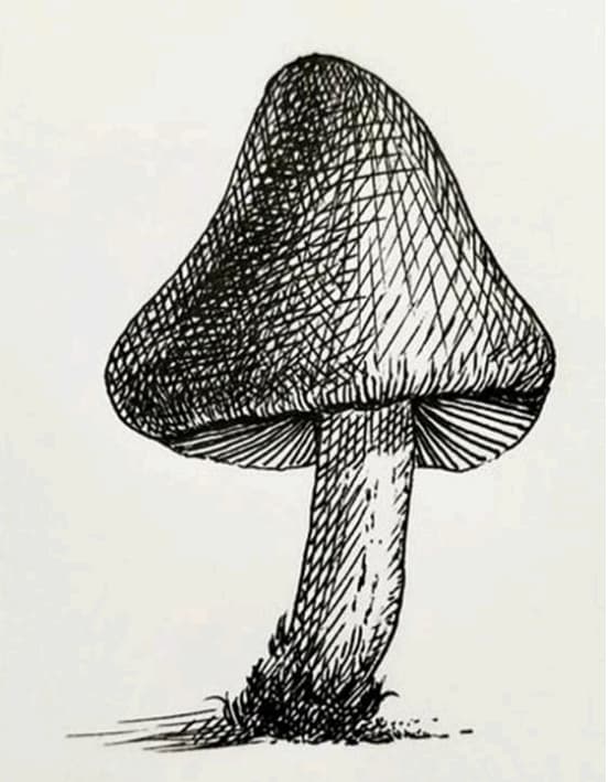 Teen Draw 3-3 Ink Cross-hatched Mushroom Ink Cross-hatched Mushroom